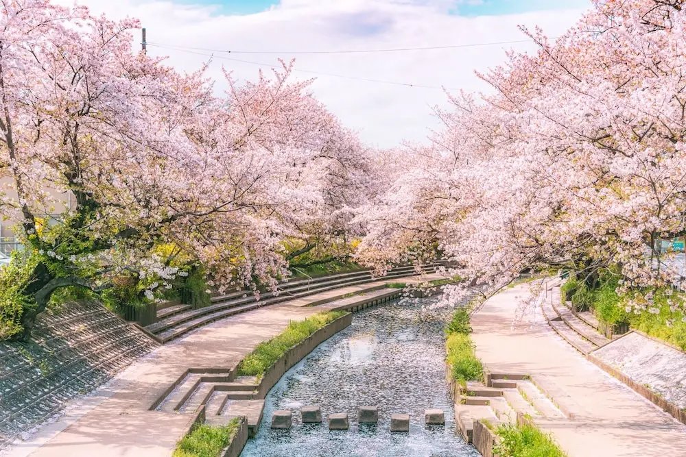 🌸 고시가야 매화 공원 (코시가야 바이린 코엔) 이미지 8